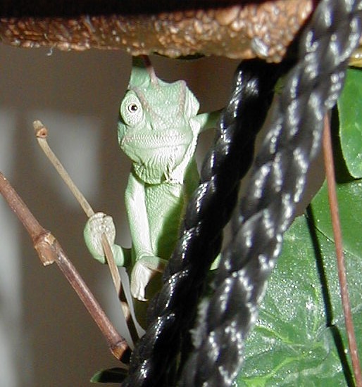 Here's looking at you kid...