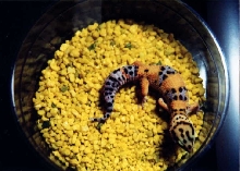 spike, my first leo