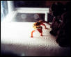 Spike_v_mealie07