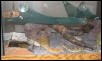 my leos waiting in line