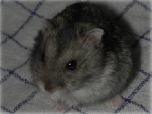 Turbo, the dwarf hamster