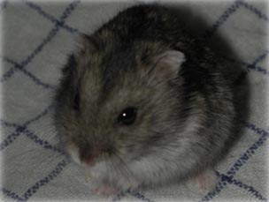 Turbo, the dwarf hamster