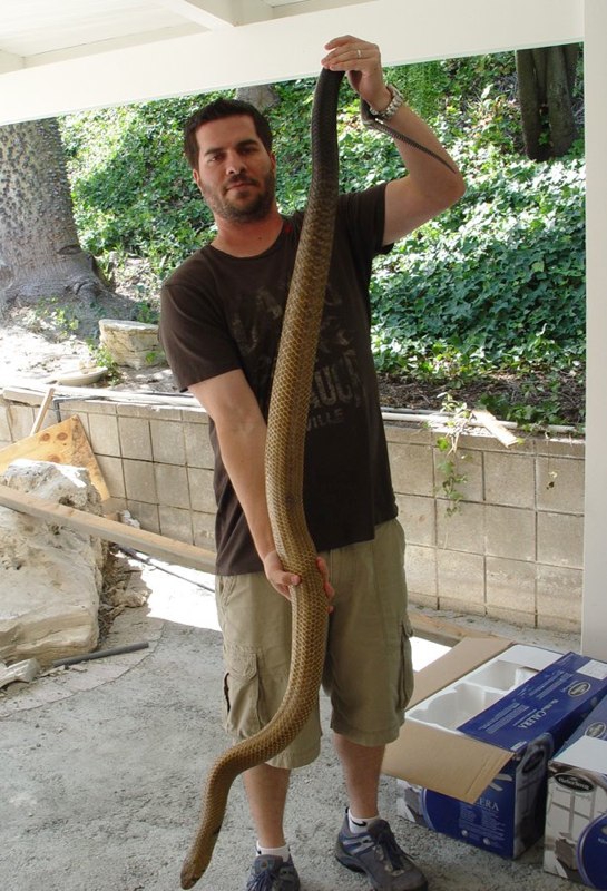Full length of BTSire