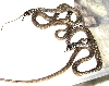 Eastern coachwhips hatchlings