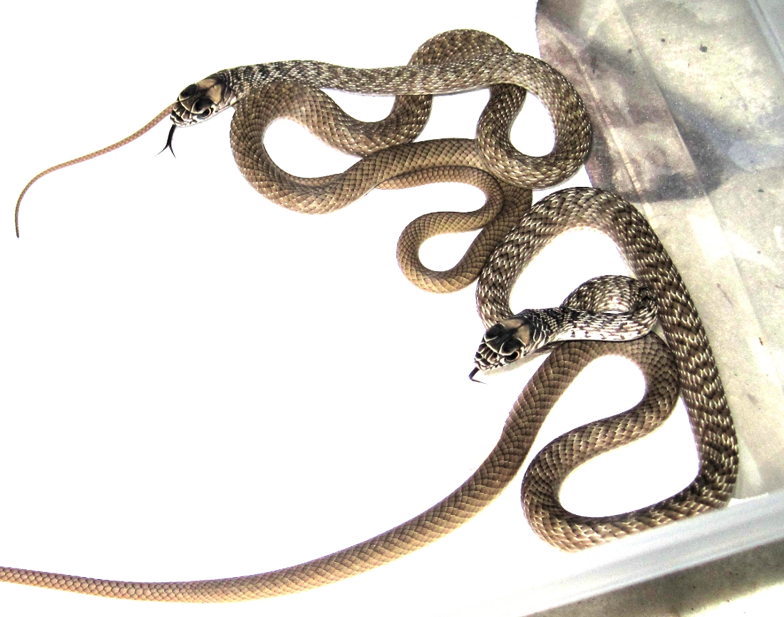 Eastern coachwhips hatchlings