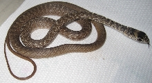 Eastern coachwhips hatchlings