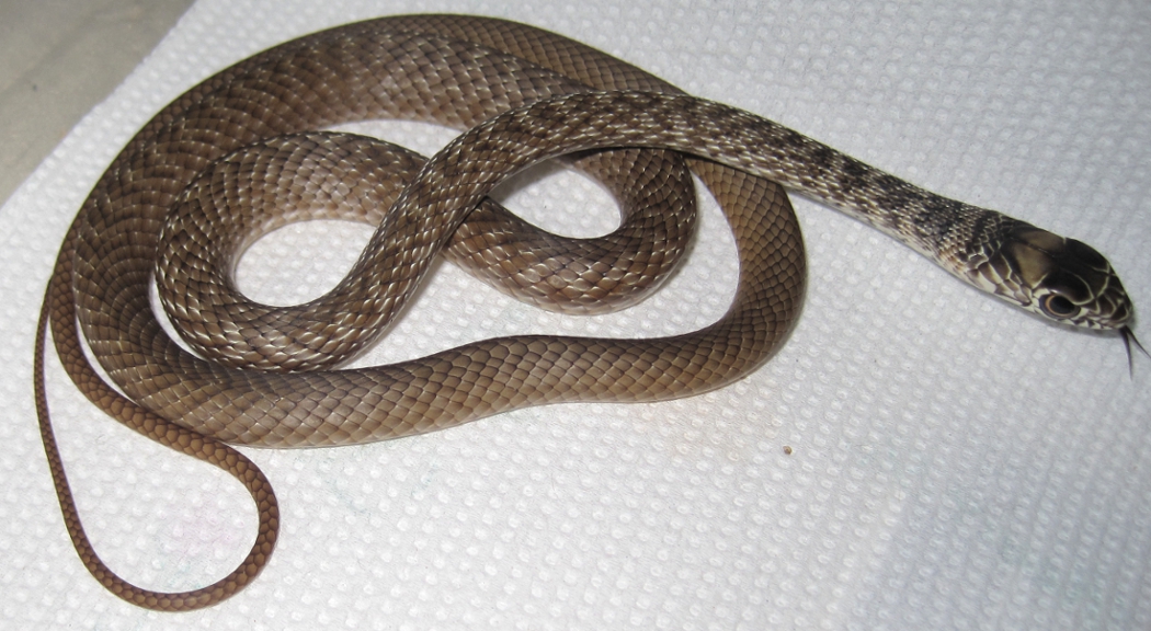 Eastern coachwhips hatchlings
