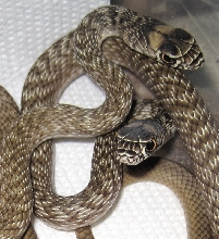 More of the first two close ups
