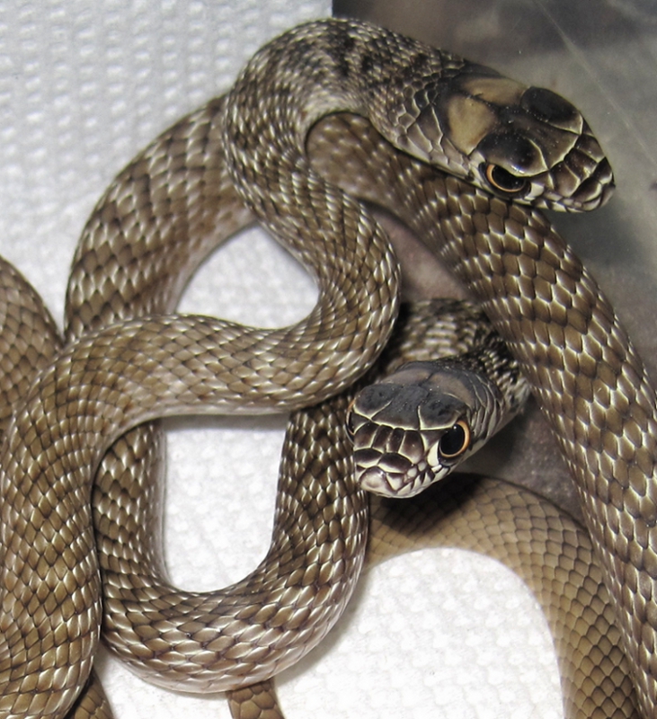 More of the first two close ups