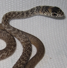 Eastern coachwhips hatchlings