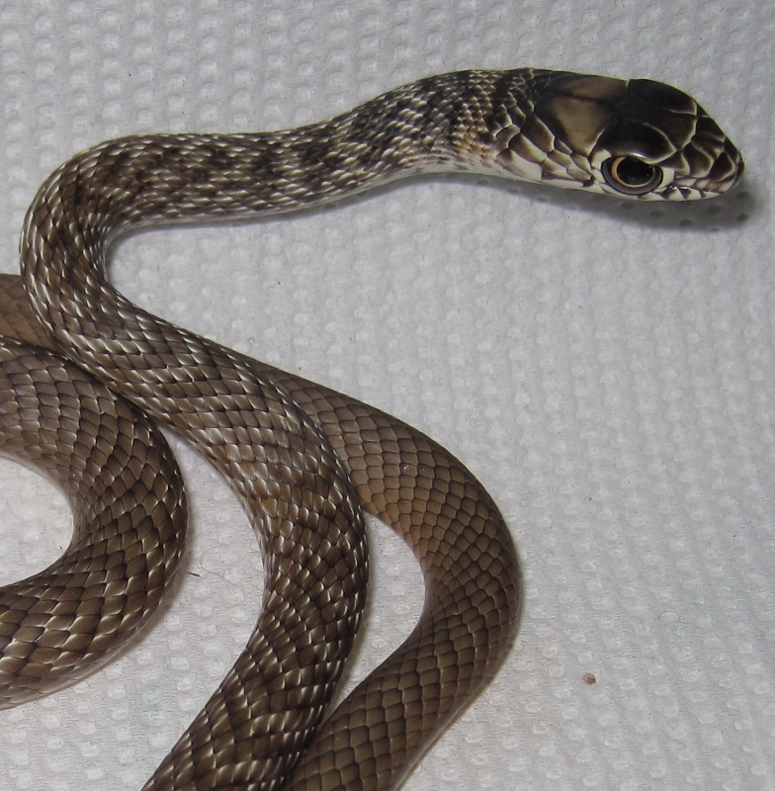 Eastern coachwhips hatchlings