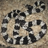 Male Cal King 1