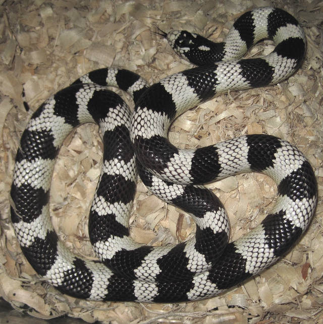 Male Cal King 1