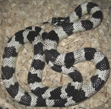 Male Cal King2