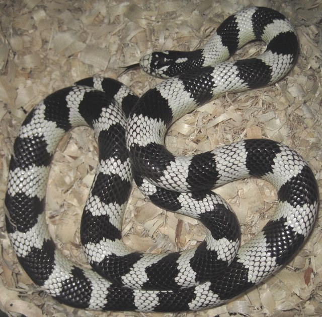 Male Cal King2