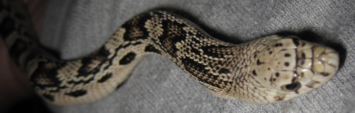 Male N. Pine head shot