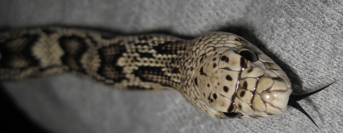 M Northern Pine head shot 2