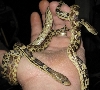 Squirming Deppeis