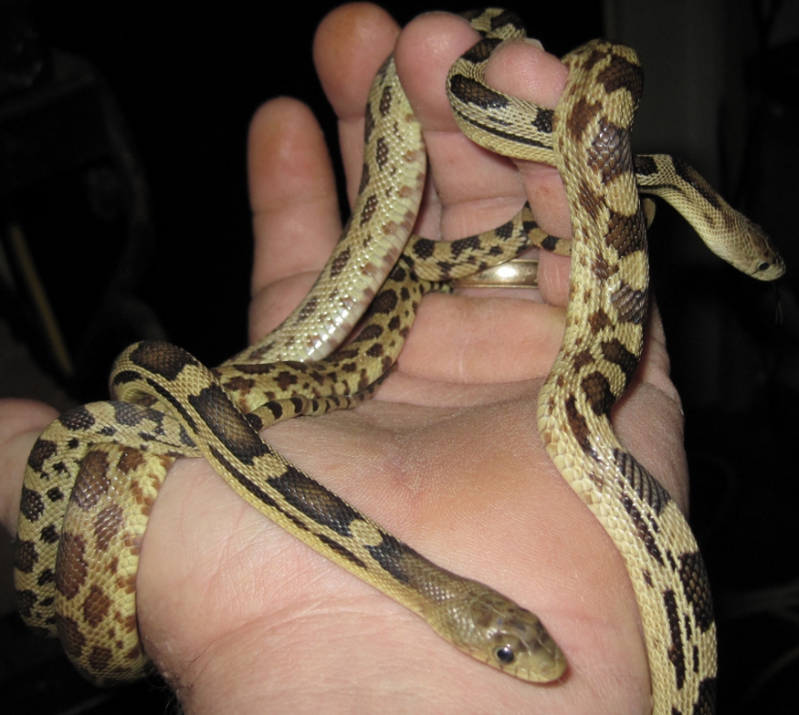 Squirming Deppeis
