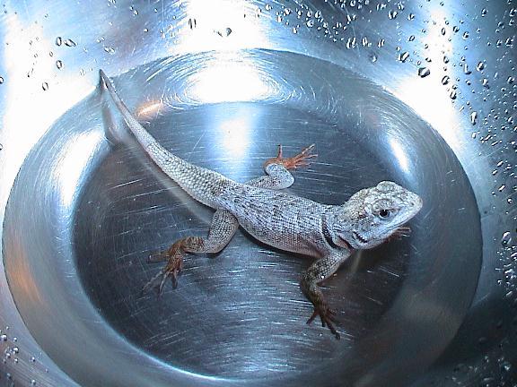 Bubba bath