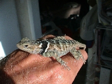 My Blue Spiny