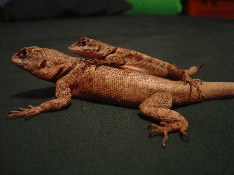 Bubba's new girlfriend