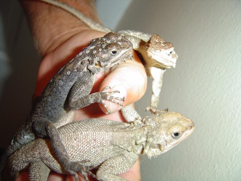 Male & 2 female red headed agamas