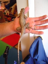 red headed agama