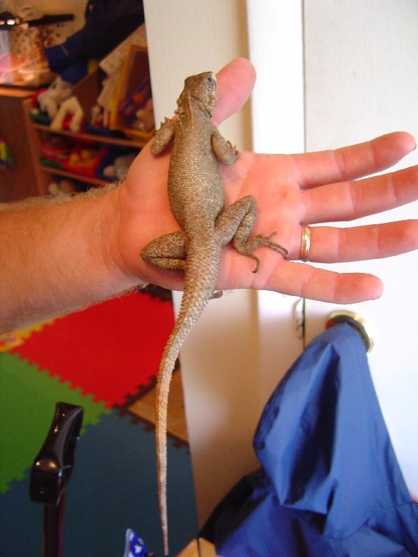 red headed agama