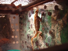 Bubber showing fin