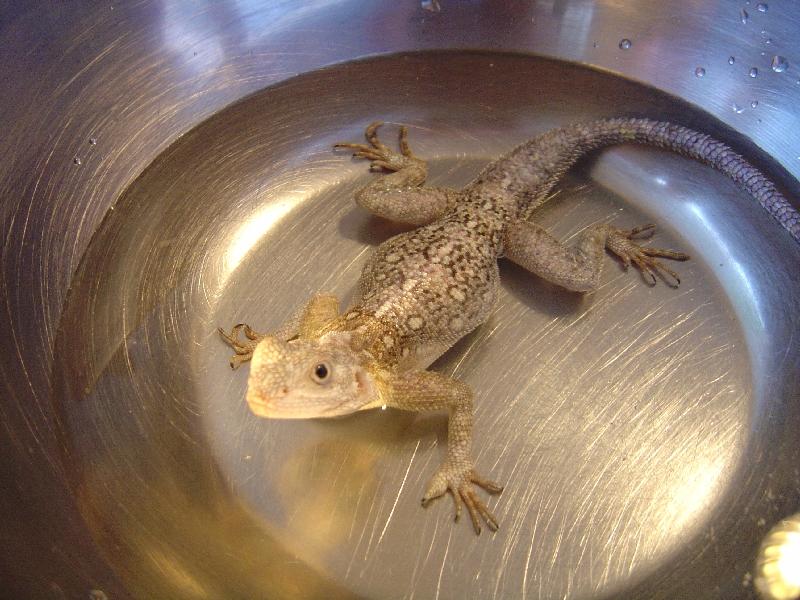 Bath time for Bubberina