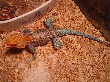 Pretty red-headed agama