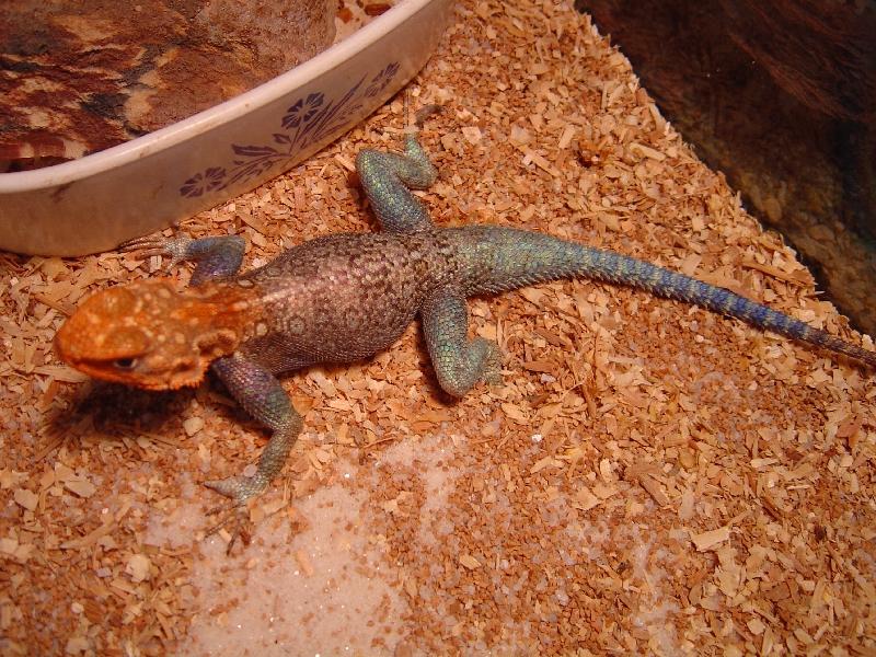 Pretty red-headed agama