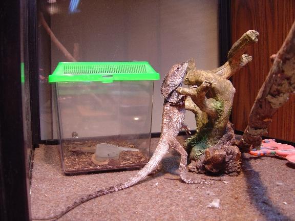Jar Jar Makes a Stand