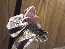 Jar Jar frilling