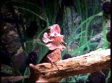 Jar Jar frilling