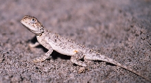 Kalahari Spiny Agama