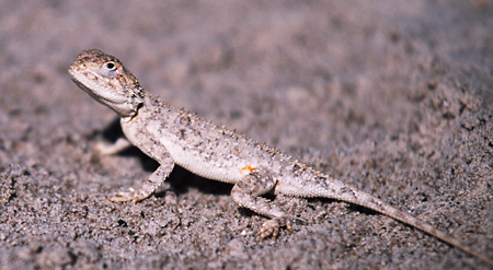 Kalahari Spiny Agama