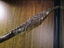Relaxed frilled dragon