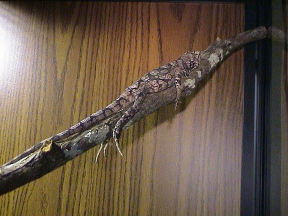 Relaxed frilled dragon