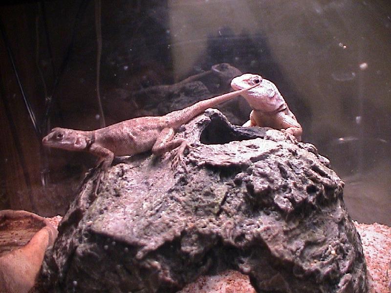 Bubbette is pregnant