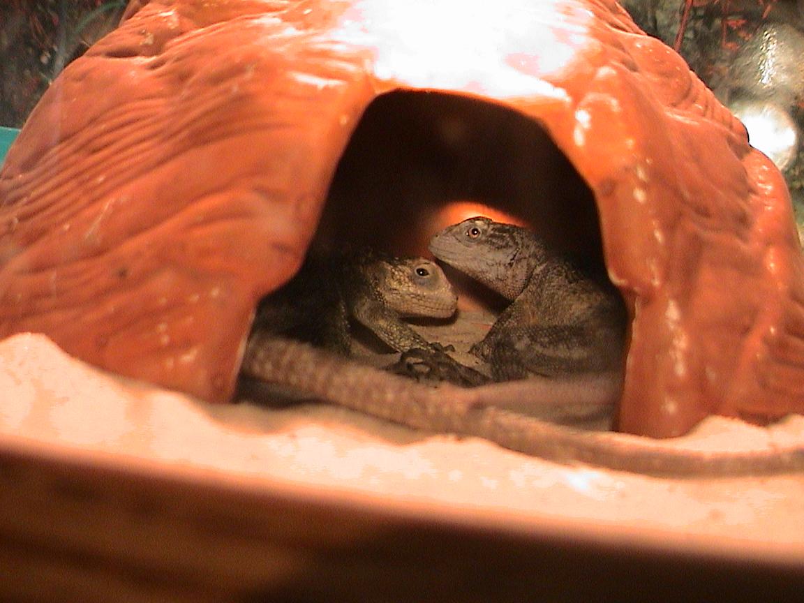 Two lizards in a cave