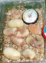 Snake Eggs