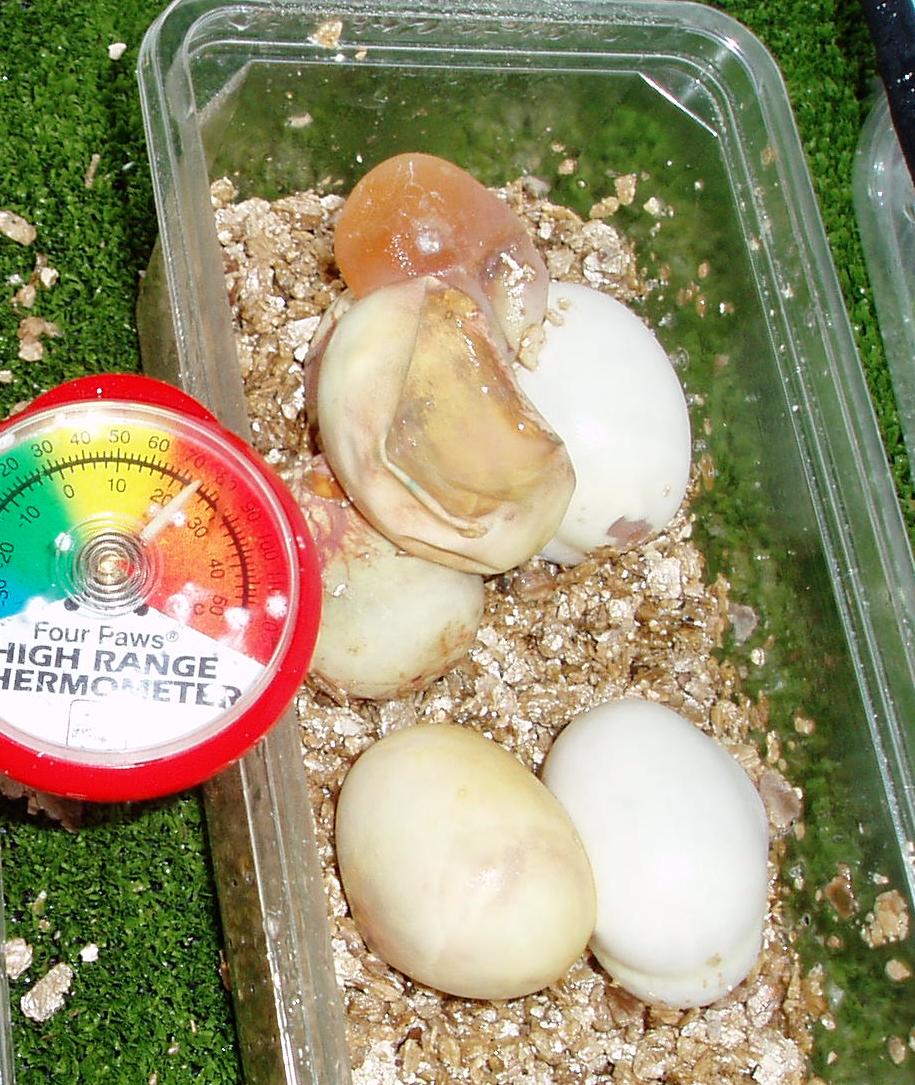 Snake Eggs 2