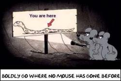 When mice get lost!
