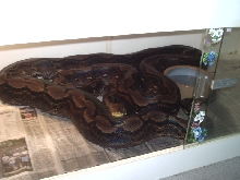 retic