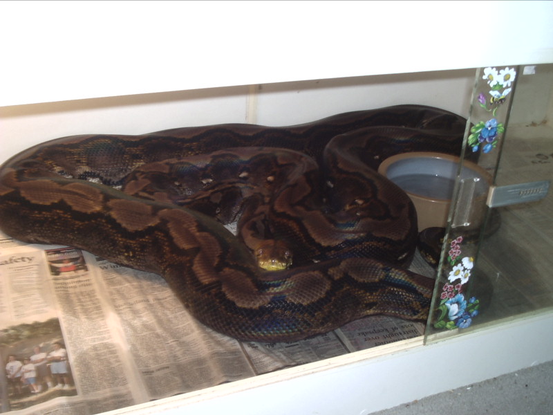 retic