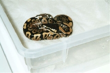 neonate ball