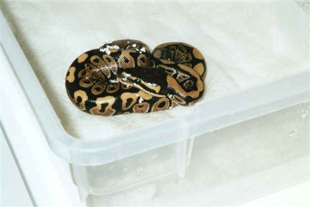 neonate ball