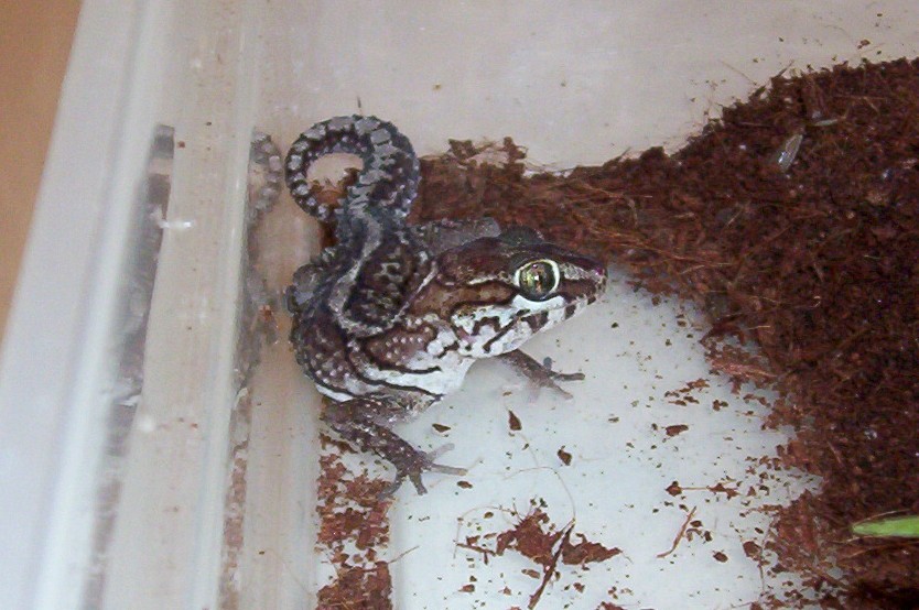 pictus